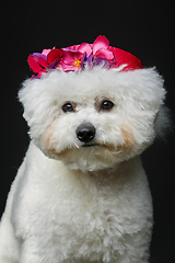 Image showing beautiful bichon frisee dog in cute hat