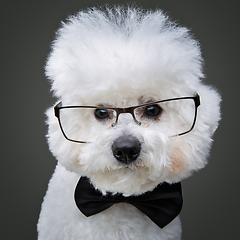 Image showing beautiful bichon frisee dog in bowtie and glasses