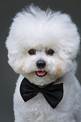 Image showing beautiful bichon frisee dog in bowtie