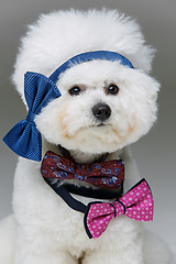 Image showing beautiful bichon frisee dog in bowties