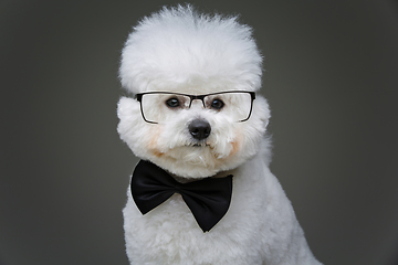 Image showing beautiful bichon frisee dog in bowtie and glasses