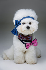 Image showing beautiful bichon frisee dog in bowties