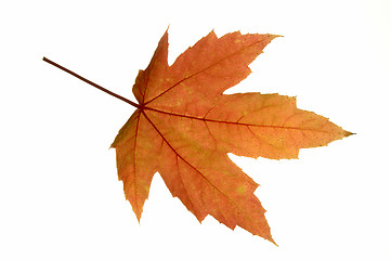 Image showing Maple Leaf Isolated