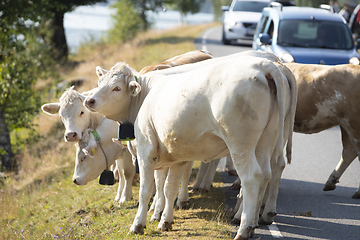 Image showing Livestock