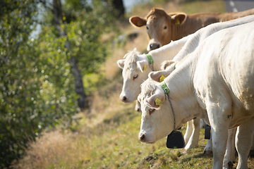 Image showing Livestock