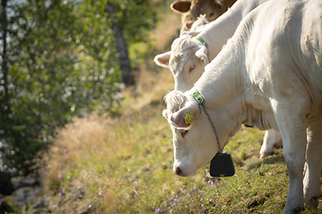 Image showing Livestock