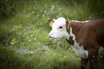 Image showing Livestock