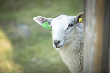 Image showing Sheep at Norwegian Farm