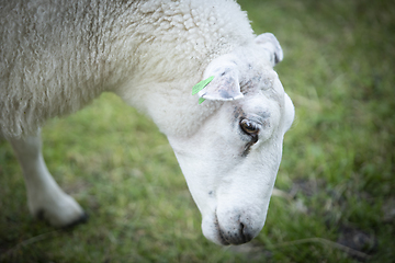 Image showing Sheep at Norwegian Farm