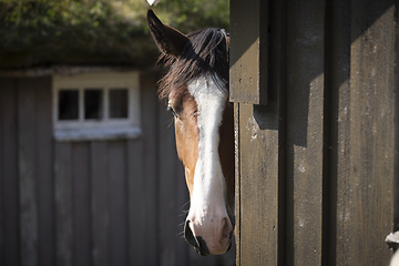 Image showing Stallion