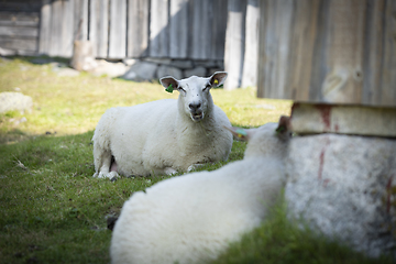 Image showing Sheep at Norwegian Farm