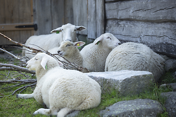 Image showing Sheep at Norwegian Farm