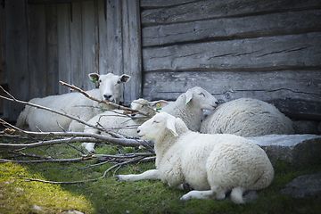 Image showing Sheep at Norwegian Farm