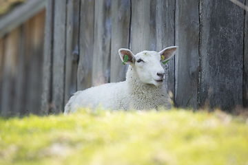 Image showing Sheep at Norwegian Farm