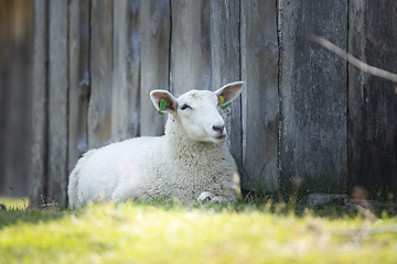 Image showing Sheep at Norwegian Farm