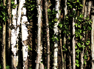 Image showing Background of Birch Trunks with Leaves