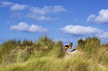 Image showing Cute Dog between Sand Dunes