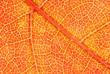 Image showing Maple Leaf Macro