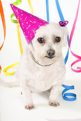 Image showing Party Pooch