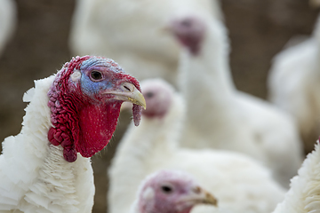 Image showing Turkey-poult