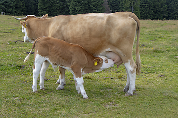 Image showing Brown cow and calf suckling in the meadow