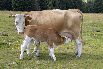 Image showing Brown cow and calf suckling in the meadow