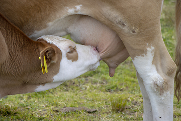 Image showing Brown cow and calf suckling in the meadow