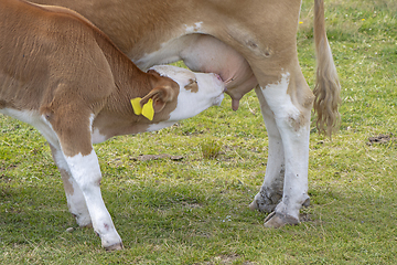 Image showing Brown cow and calf suckling in the meadow