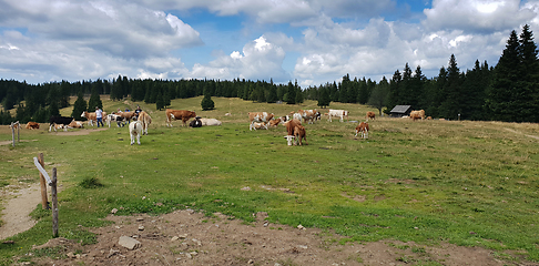 Image showing Group cows in the meadow graze the grass