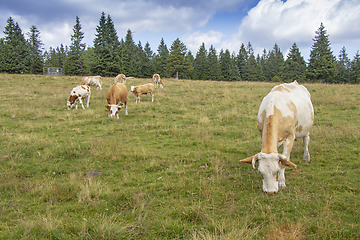 Image showing Group cows in the meadow graze the grass