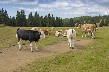 Image showing Group cows in the meadow graze the grass