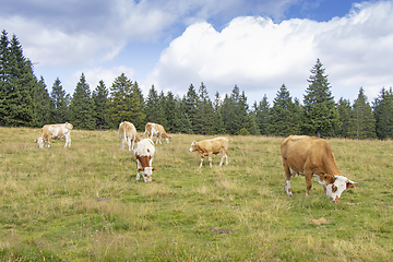 Image showing Group cows in the meadow graze the grass