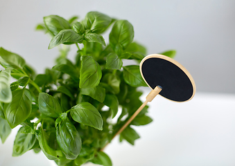 Image showing close up of basil herb with name plate in pot