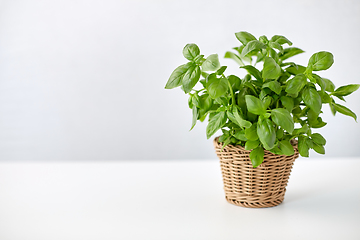 Image showing green basil herb in wicker basket on table