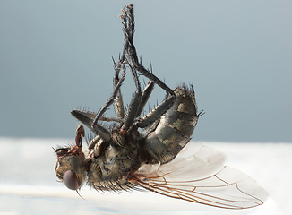 Image showing dead fly macro