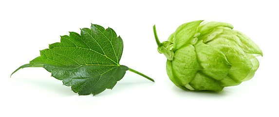 Image showing hop plant cone and leaf macro