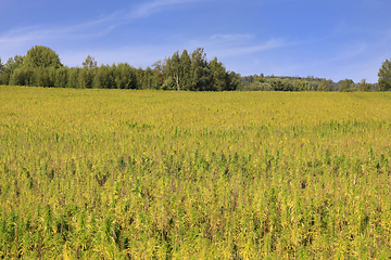 Image showing Industrial Hemp, Cannabis Sativa, in Early Autumn