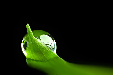 Image showing green leaf with water drop