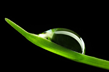 Image showing green leaf with water drop