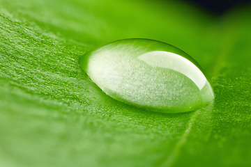 Image showing green leaf with water drop