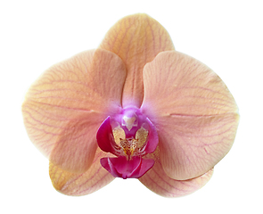 Image showing beautiful orchidea flower macro