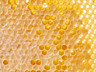 Image showing fresh honey combs