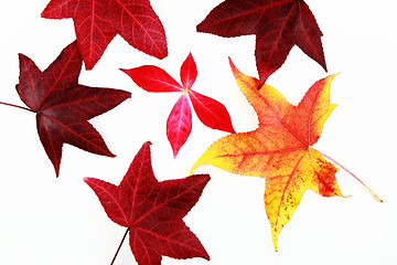 Image showing Autumn leaves 