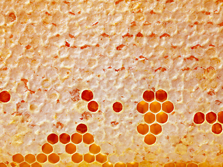 Image showing fresh honey combs