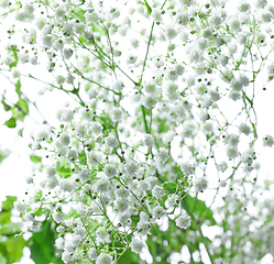 Image showing small white flowers background