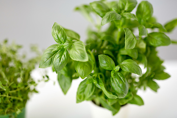 Image showing close up of green basil herb