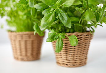 Image showing close up of green basil herb in wicker basket