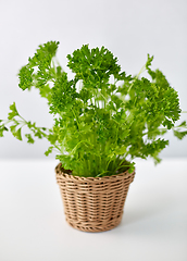 Image showing green parsley herb in wicker basket on table