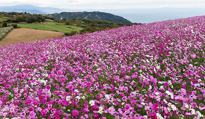 Image showing Cosmos flower