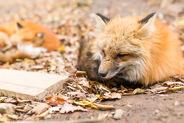 Image showing Sleepy red fox